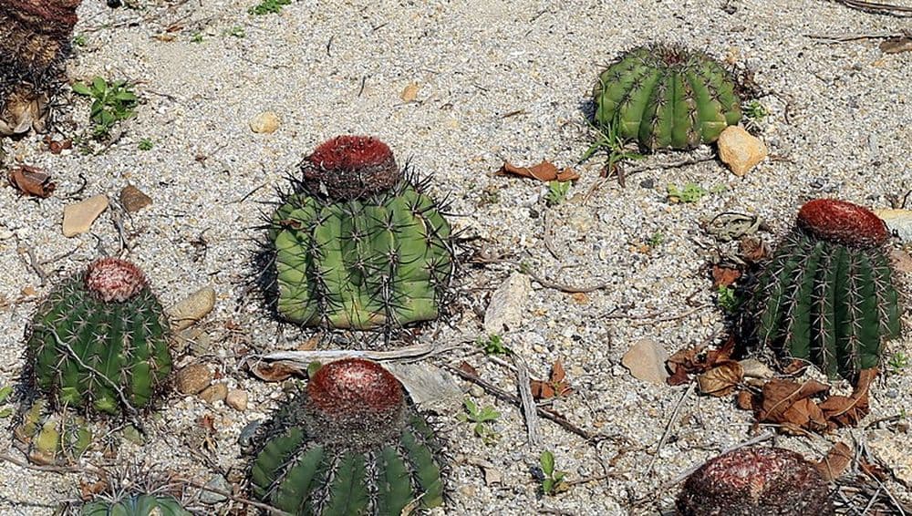 File:Xiamen cactii.jpg