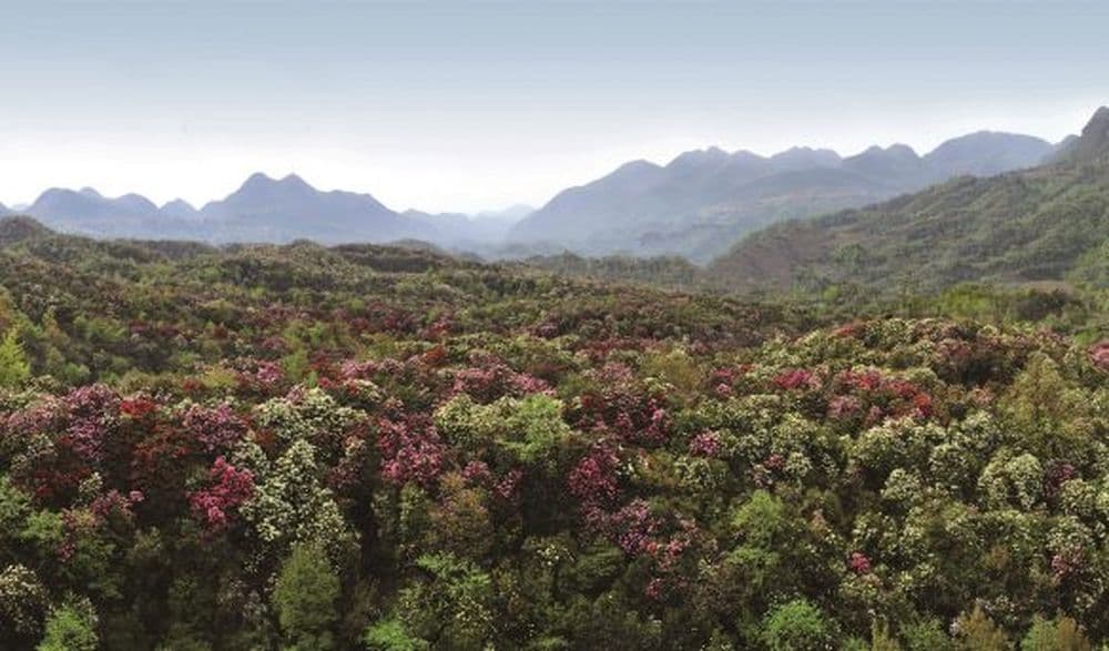 Rhododendron-Büsche am Baima-Berg