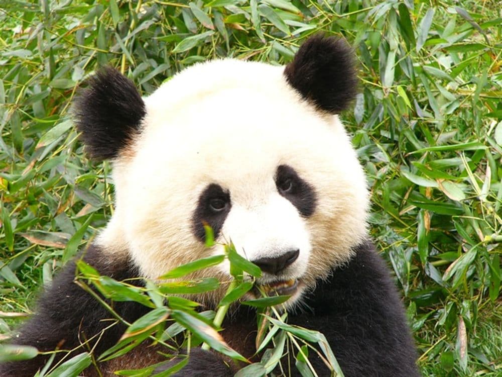 Der Große Panda lässt es sich schmecken