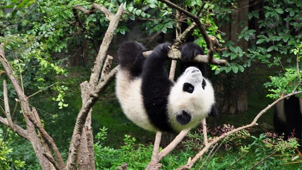 Pandazuchtstation
