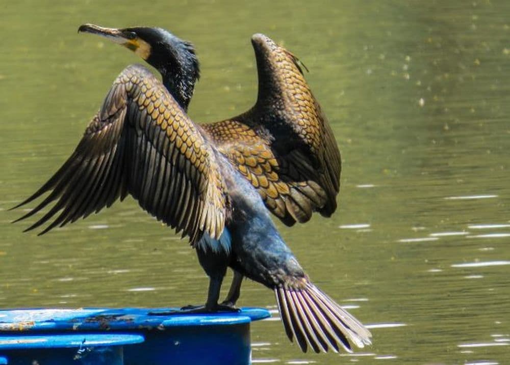 Ein Kormoran mit gespreizten Flügeln