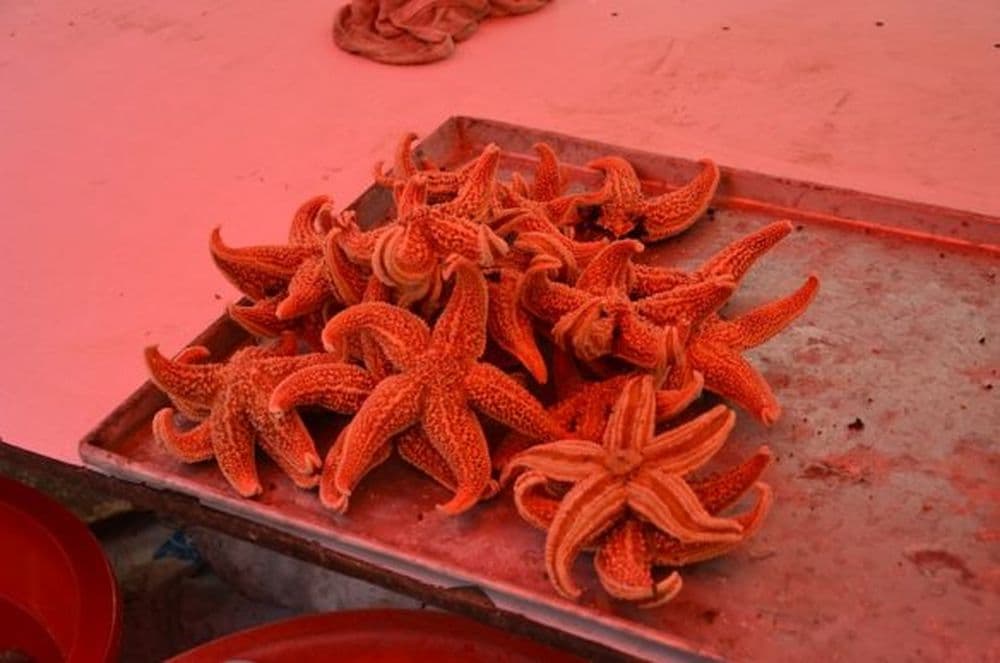 Qingdao: Seesterne