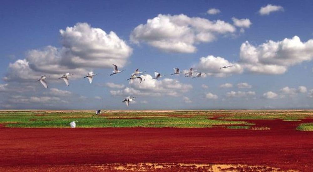 Gelber Fluss, Dongying, Shandong