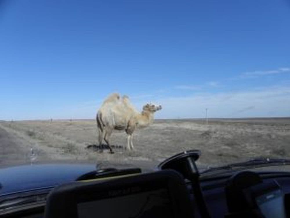 Kamele grasen in Atyrau am Strassenrand