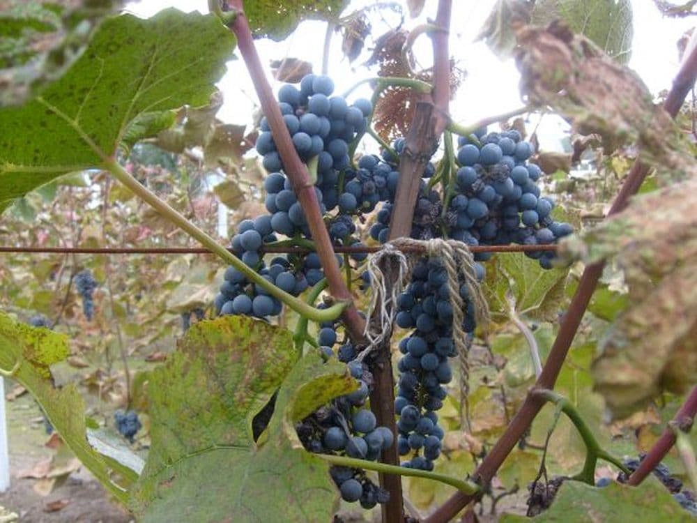 Chinesischer Eiswein
