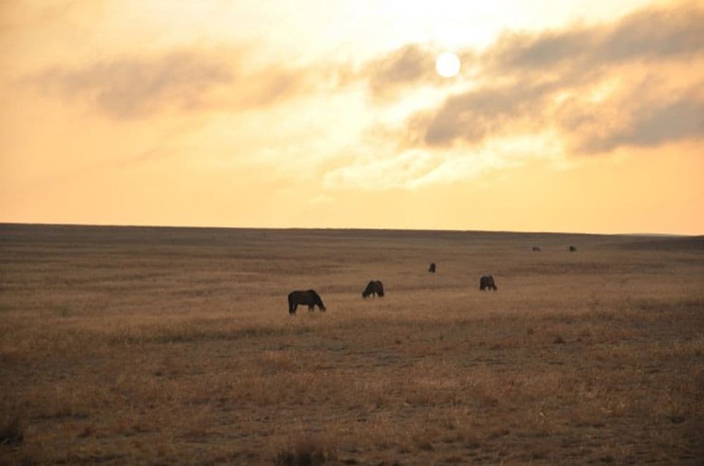 Sonnenuntergang im Grasland