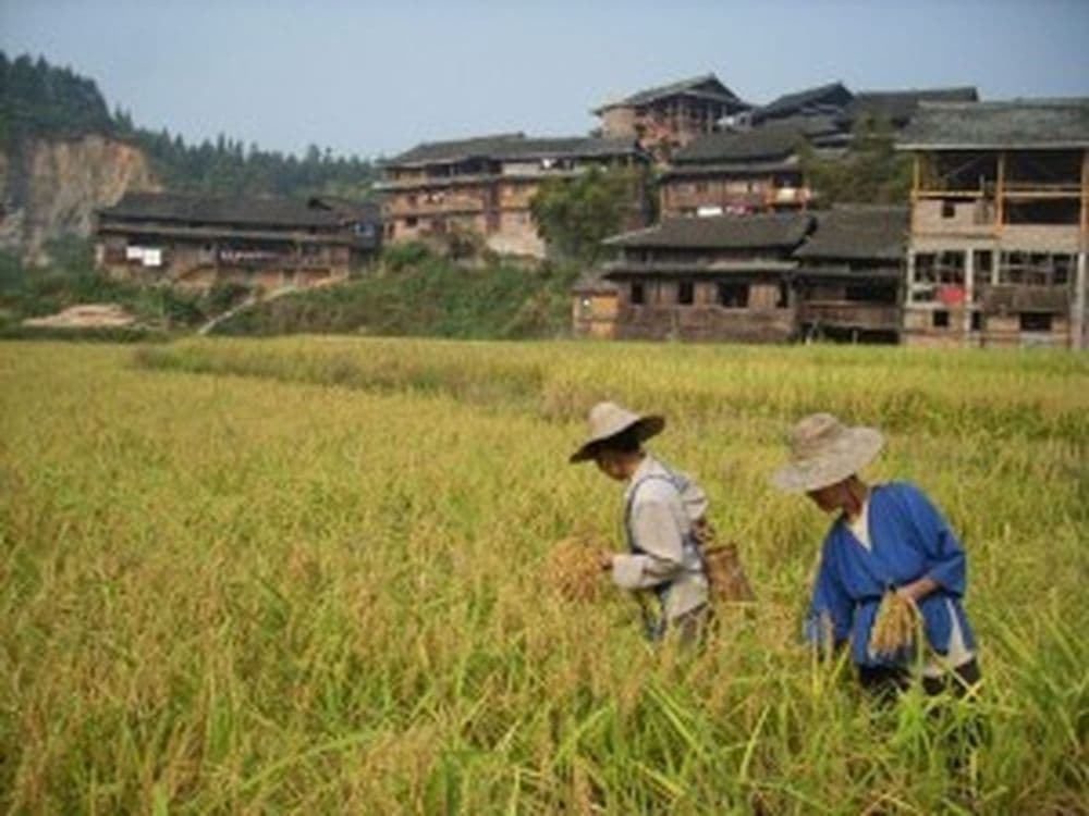 Feldarbeit in China
