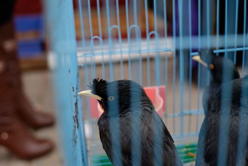 Auf dem Tiermarkt werden alle Arten vn Tieren angeboten