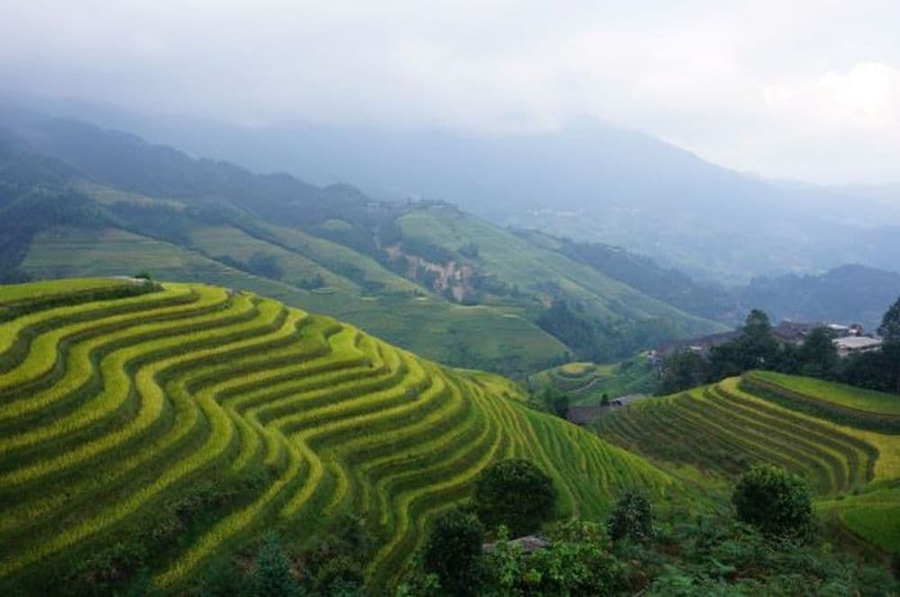 Chinas Glanzlichter: Reisterrassen von Longsheng