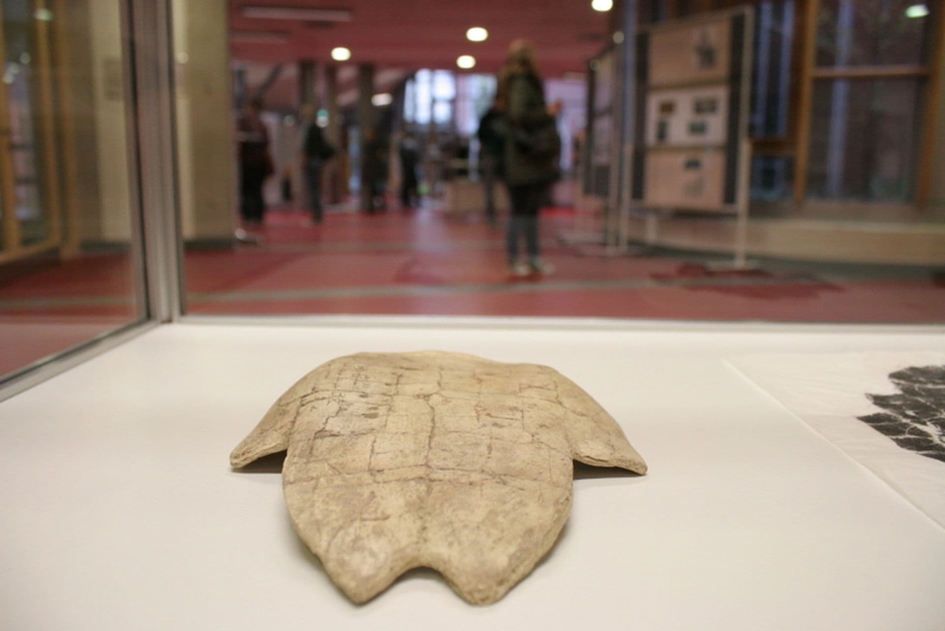 Ausstellung „Zeichen der Vergangenheit“ mit Orakelknochen aus China