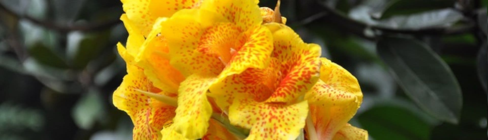 Internationale Garten Expo in Peking eröffnet im Mai