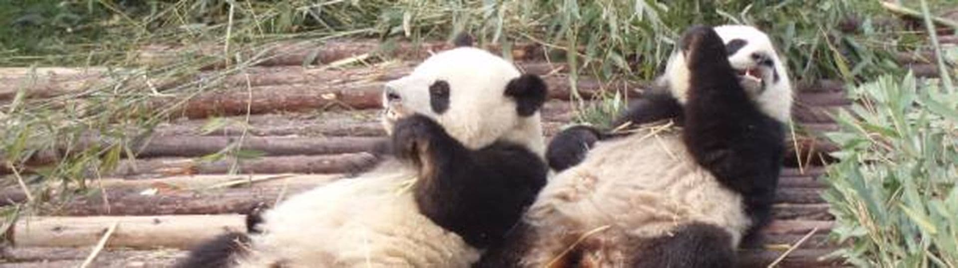 Der Große Panda – Bambusliebhaber und deshalb bedroht