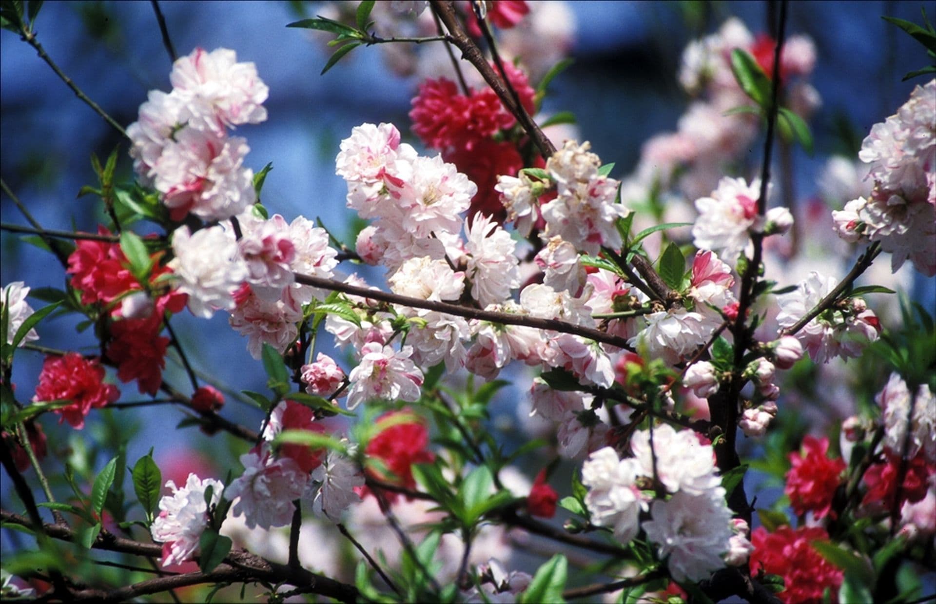 Top 5 Sehenswürdigkeiten in Kunming - die Stadt des ewigen Frühlings