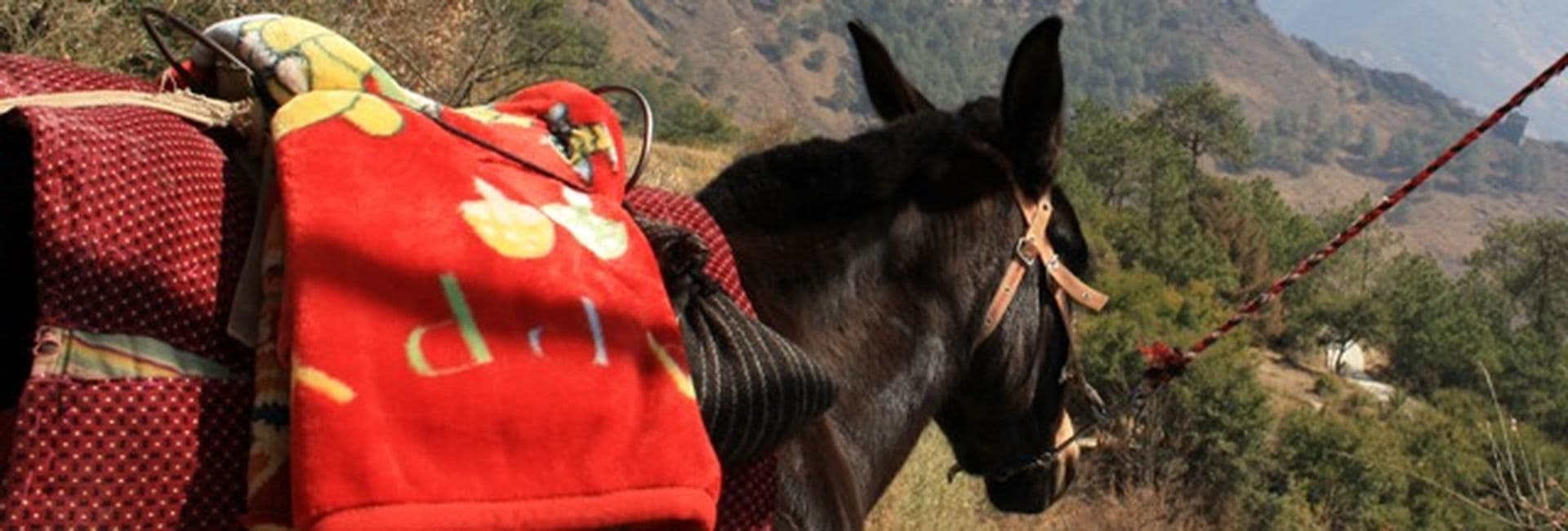 Mongolen und Pferde - eine Erfolgsgeschichte