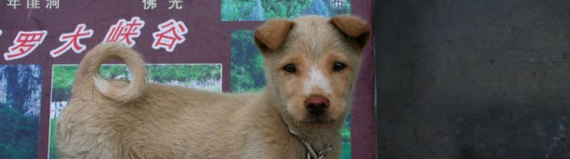 Alles Mythos! - Alle Chinesen essen Hunde und Katzen