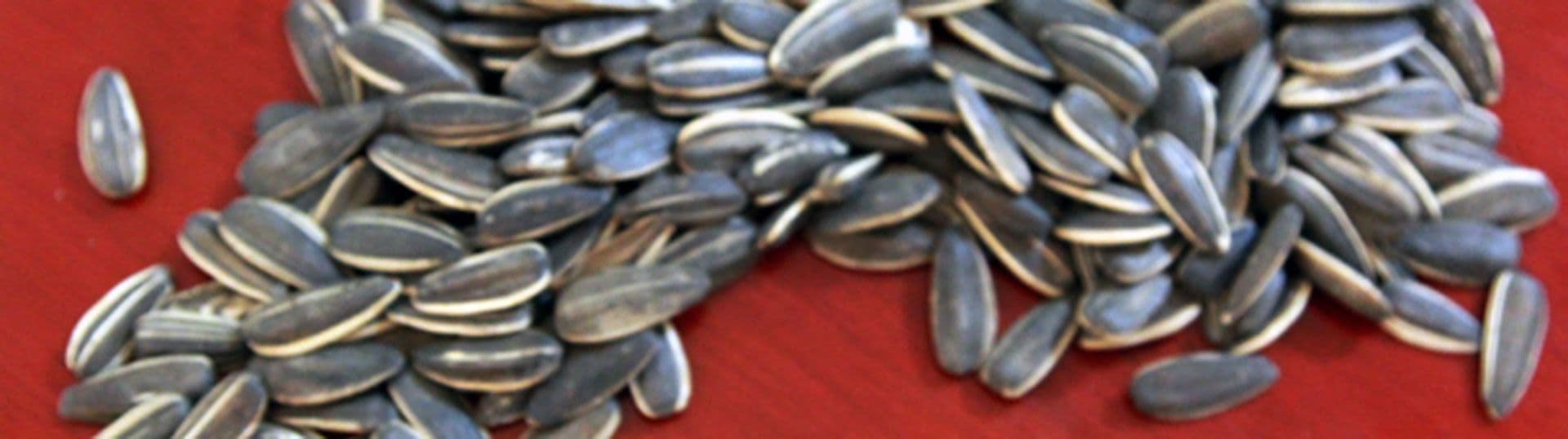 Augenblick, China: Von Frühstücksjagden und Vogelfutter