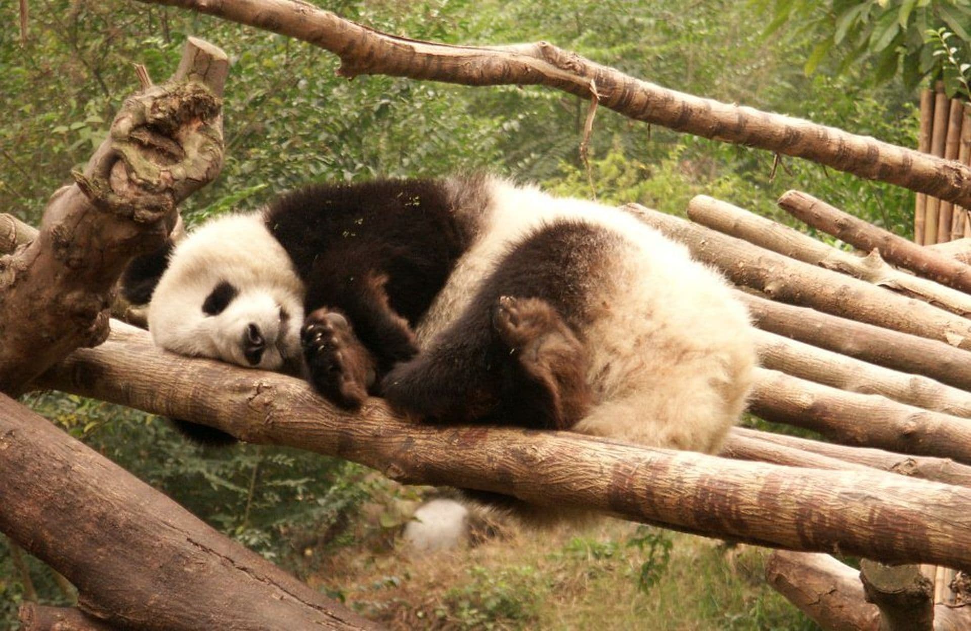 Reisebaustein: Freiwilligenarbeit bei den Pandabären bei Chengdu (Bilder)