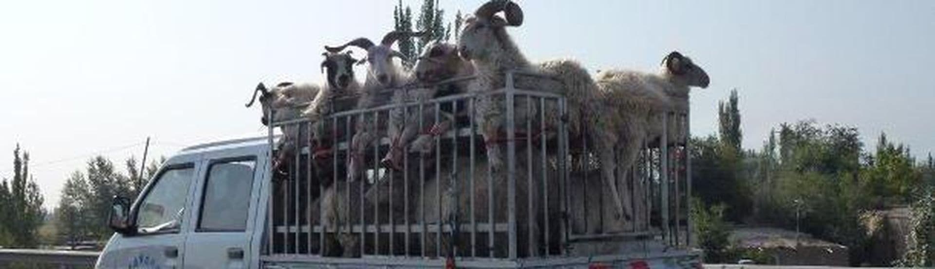 New Silk Road: An Tag 44 sind unsere Teilnehmer in Lanzhou angekommen
