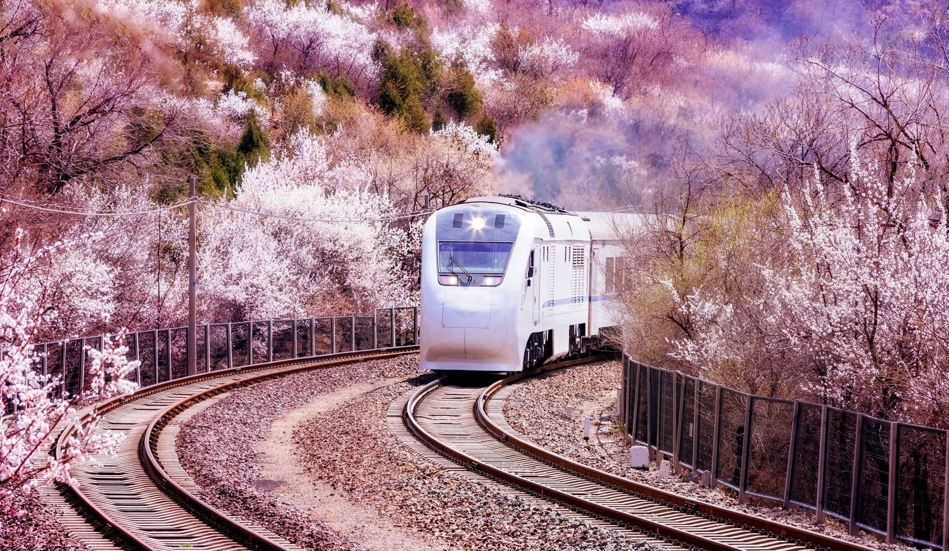 Reisetipp des Monats: Die chinesische Kirschblüte