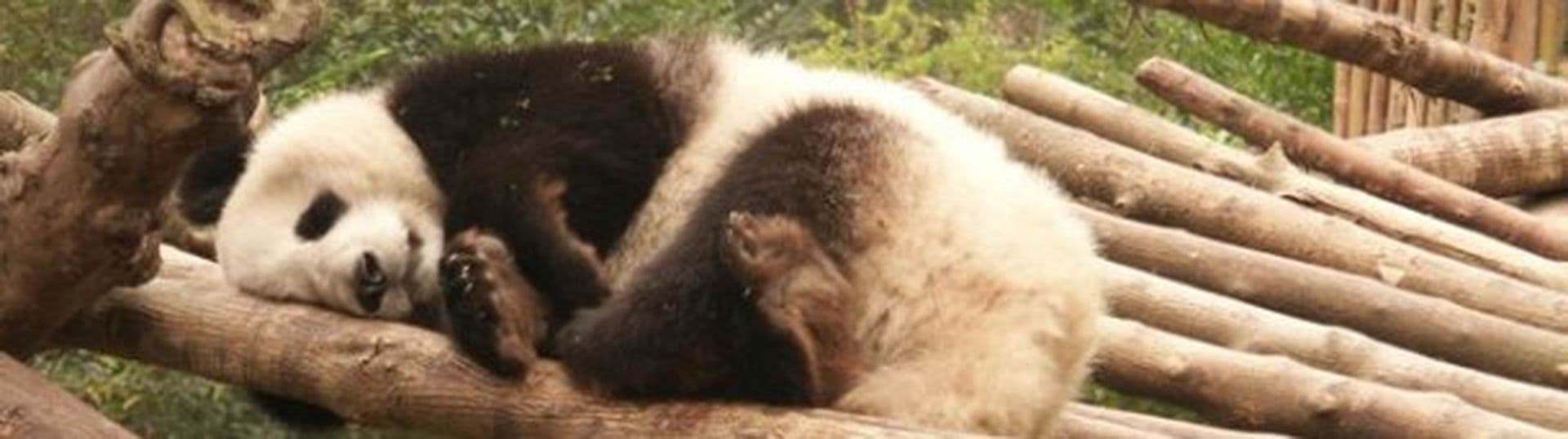 Chinas Nationalsymbol - Der Große Panda