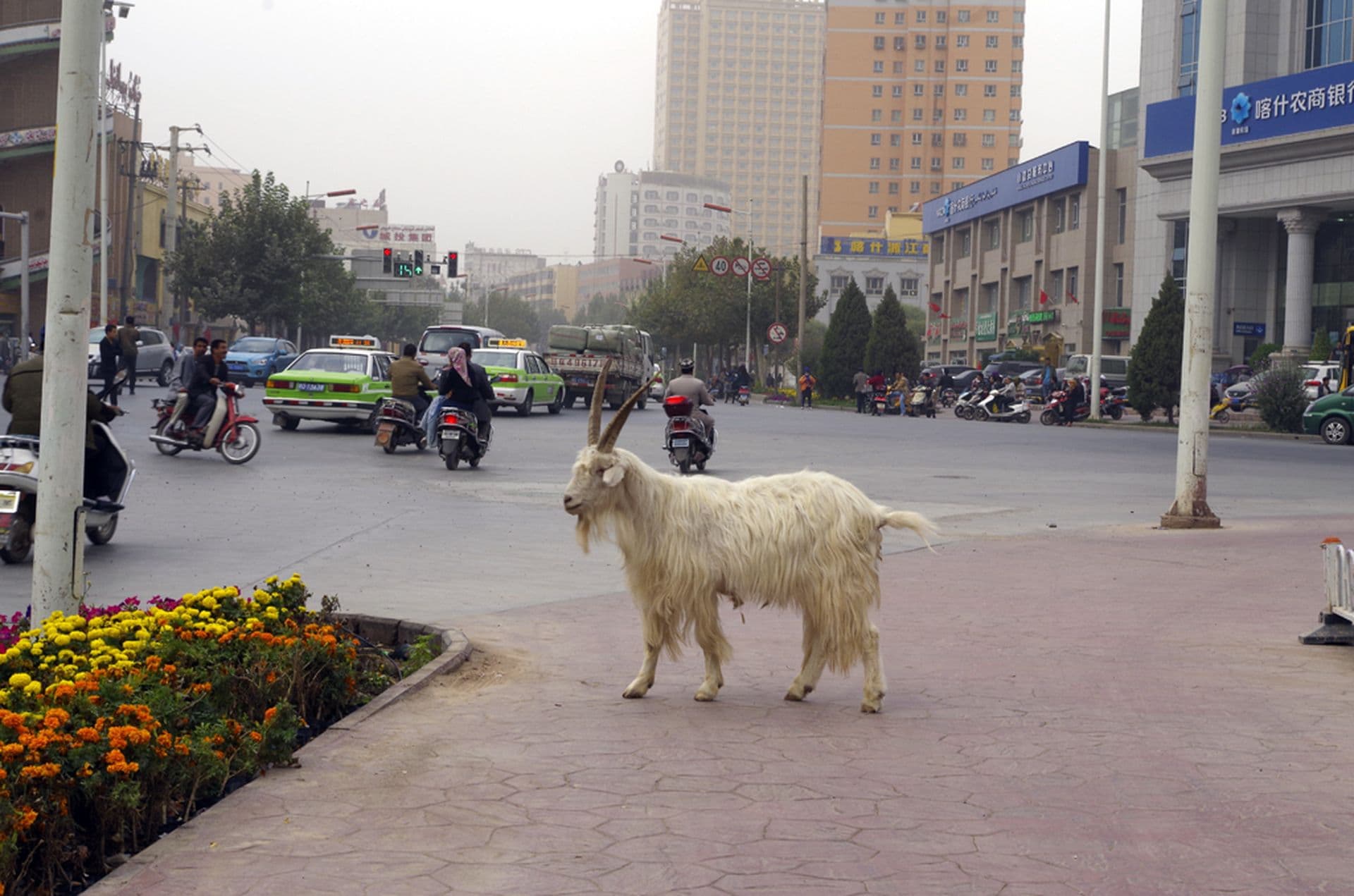 New Silk Road Rallye Berlin-Peking 2014: Kashgar