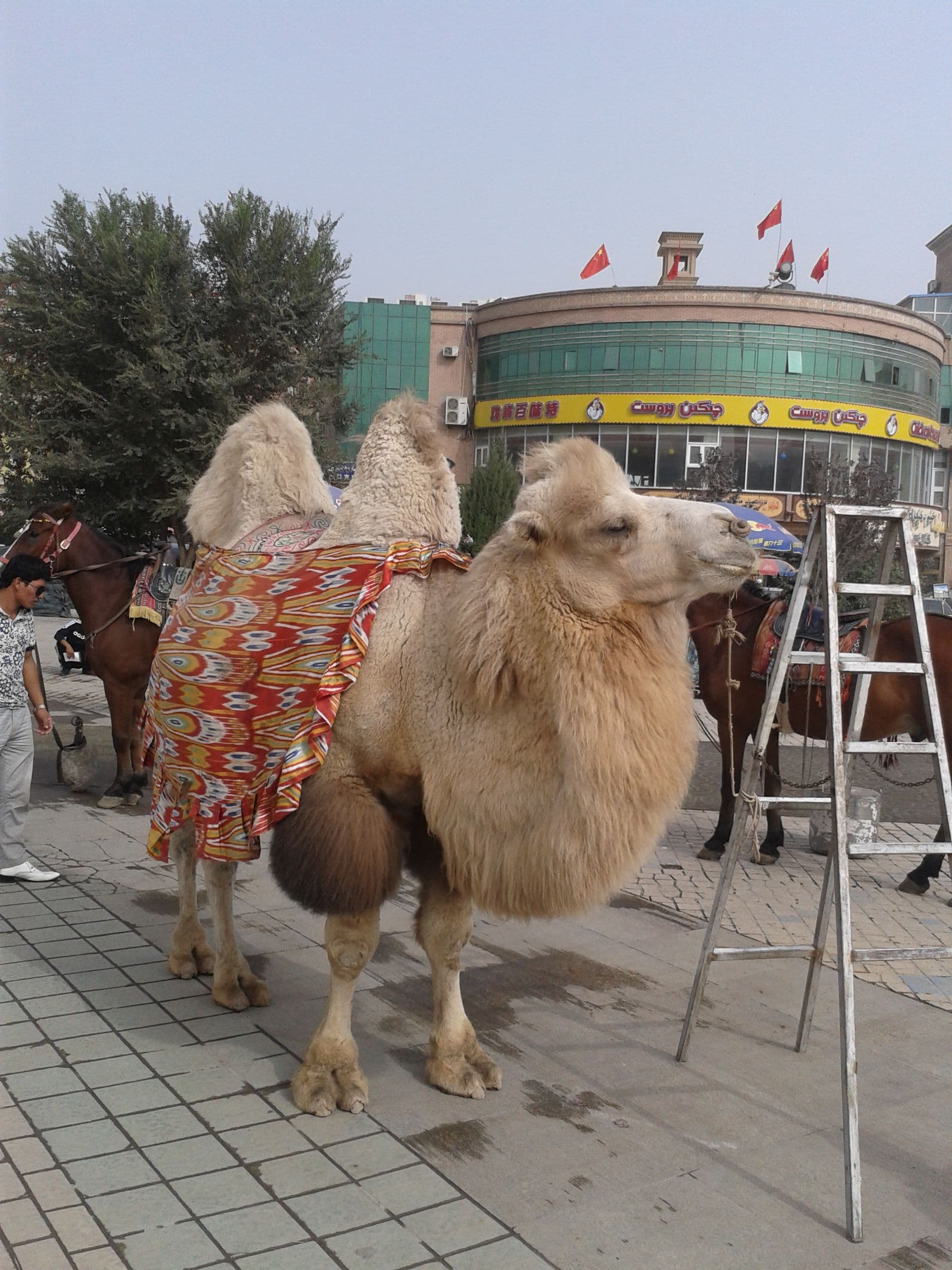 New Silk Road Rallye: Durch die Taklamakan-Wüste in den Nordwesten Chinas