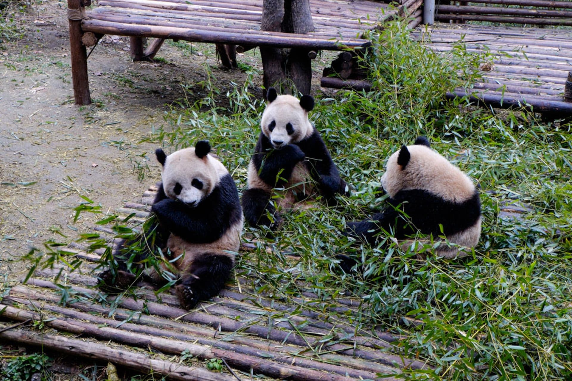 Chengdu: Die Panda-Stadt in Sichuan