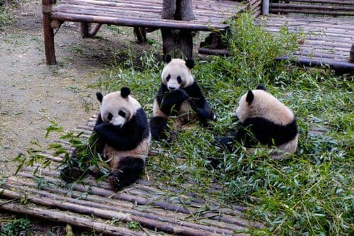 Chengdu: Die Panda-Stadt in Sichuan