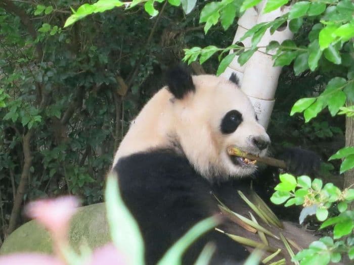 Pandas fressen am liebsten Bam