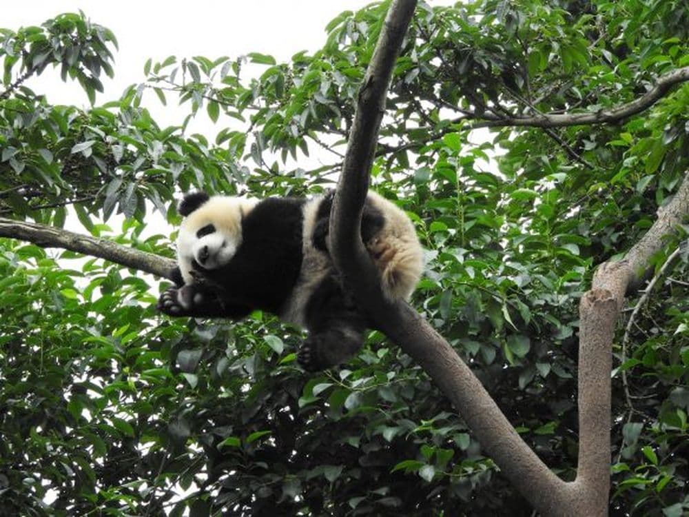Panda in Chengdu