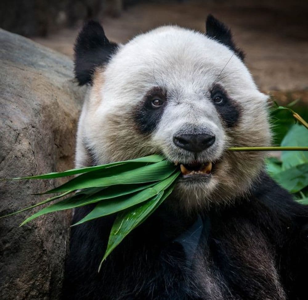 Panda mit Bambus