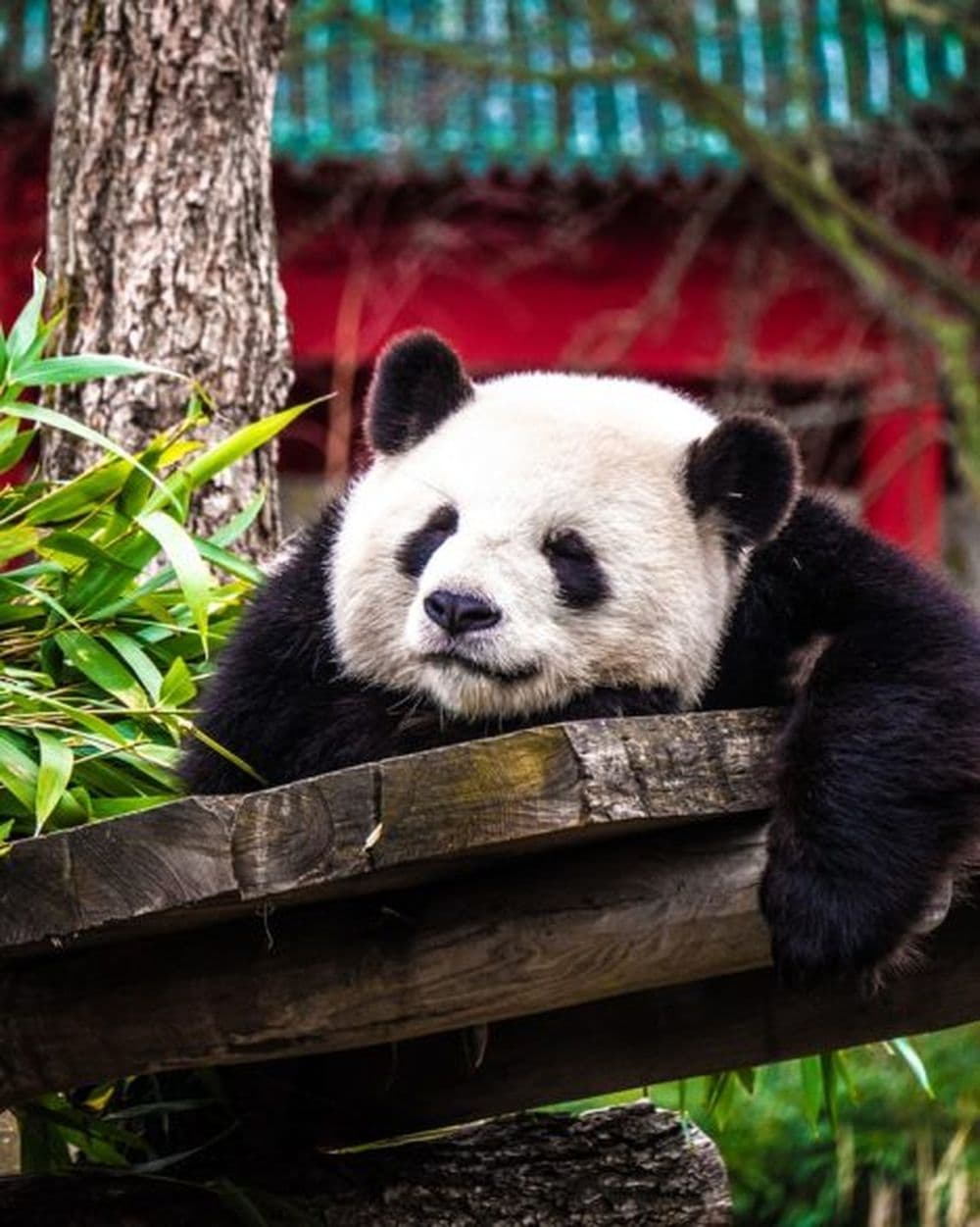 Gerade den Pandas steht Entspannung sehr gut!