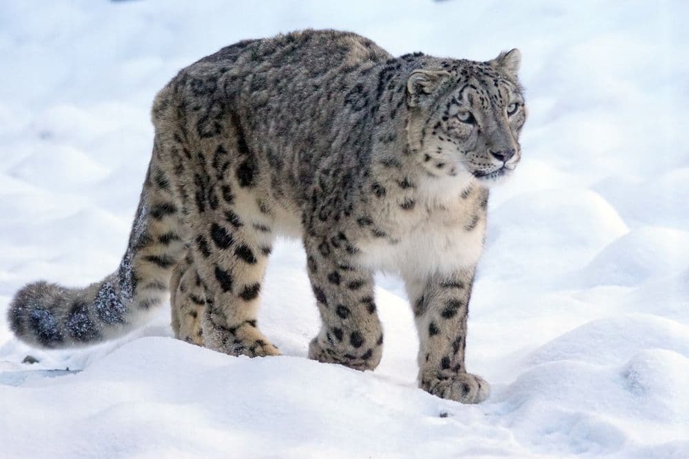 Der Schneeleopard – Himalaya