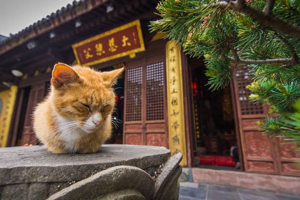 China Tours