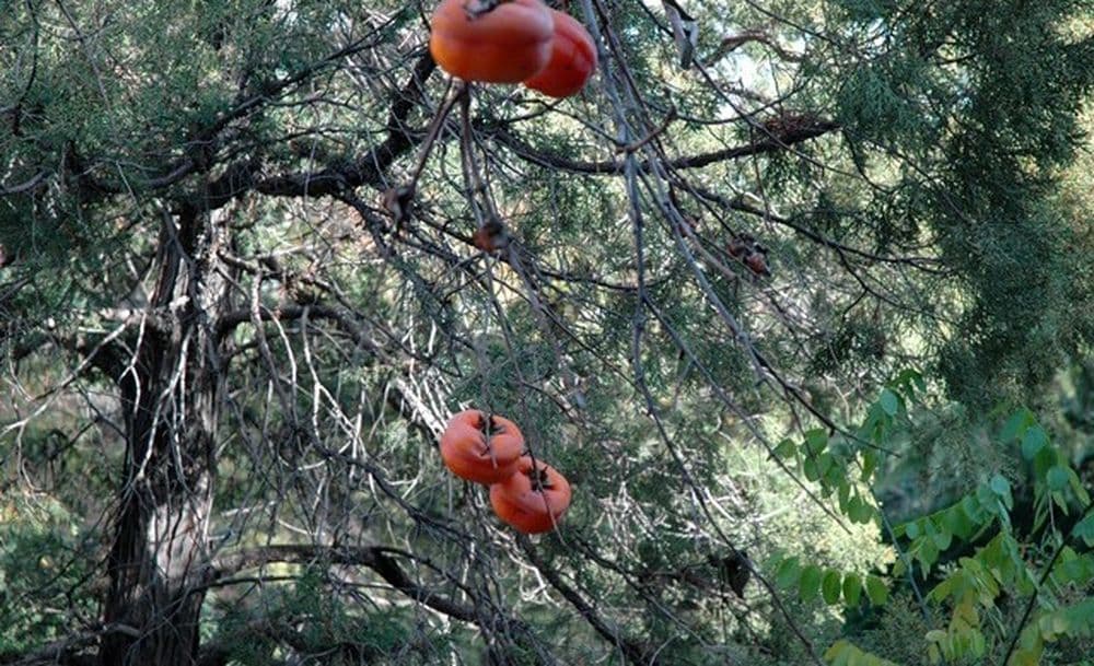 Persimonen-Baum in Peking.