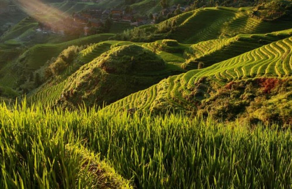 Reisterrassen Longsheng ; Hennig, Kalliopi