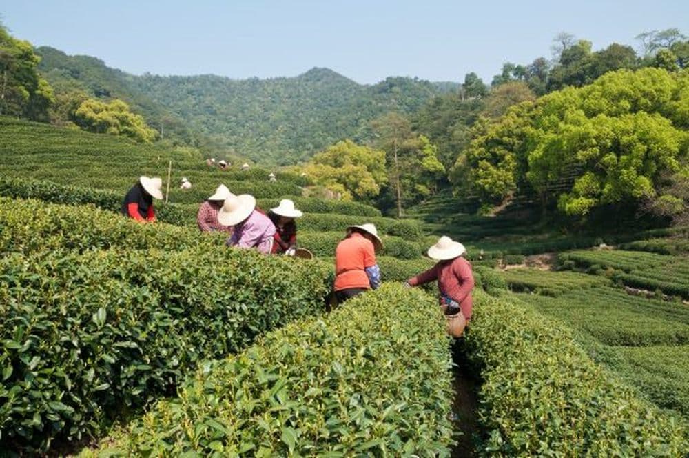 Teeplantage in China