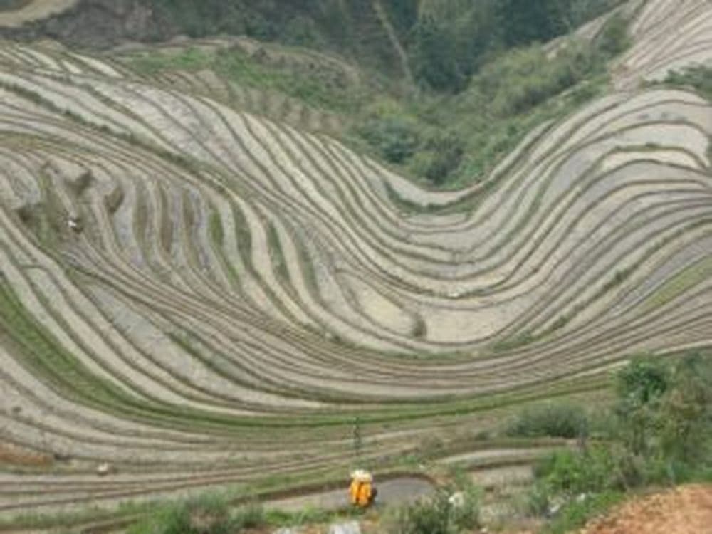 Reisterrassen von Longsheng