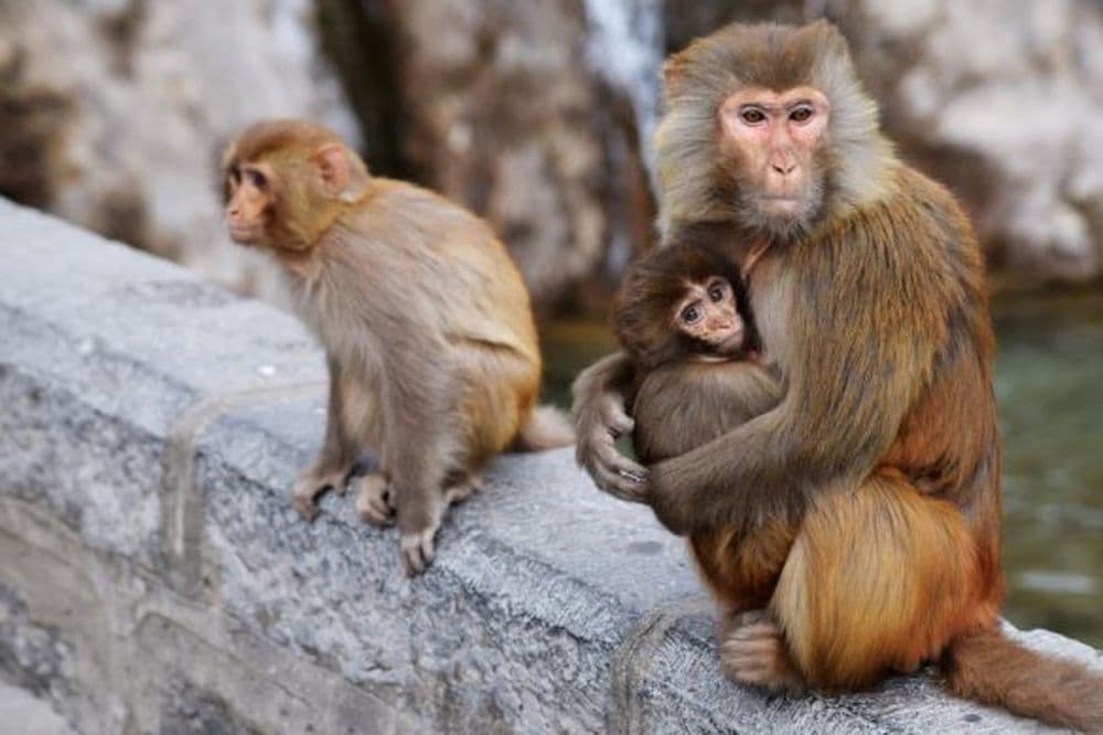 Rhesus-Affen in Yuntaishan