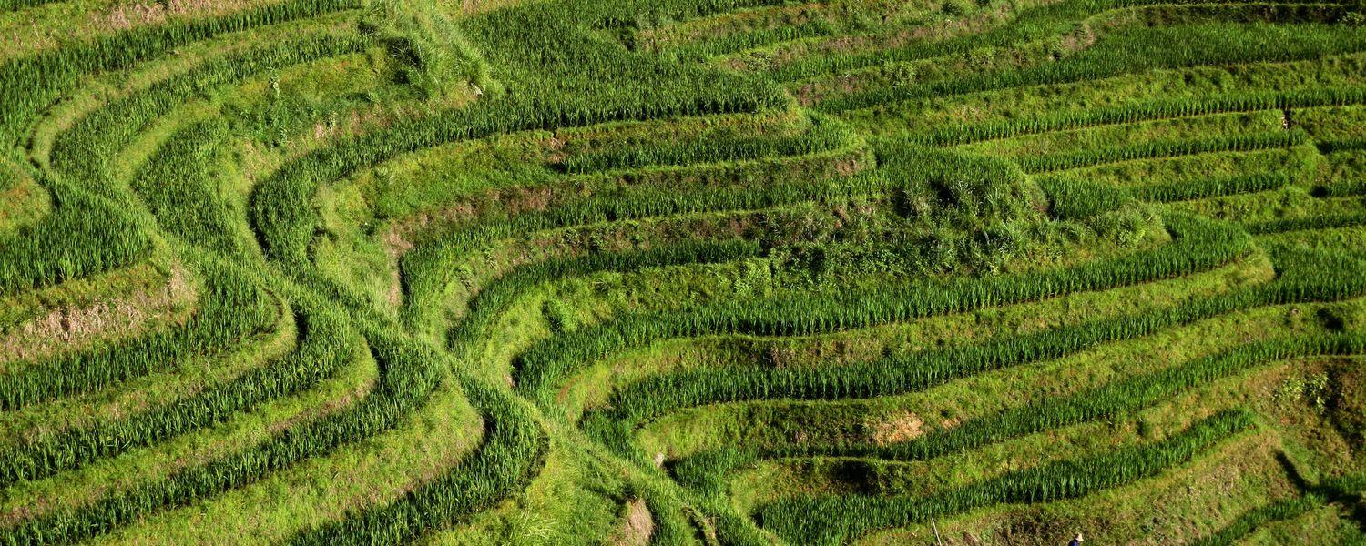 Rice Terraces Longsheng in Guilin