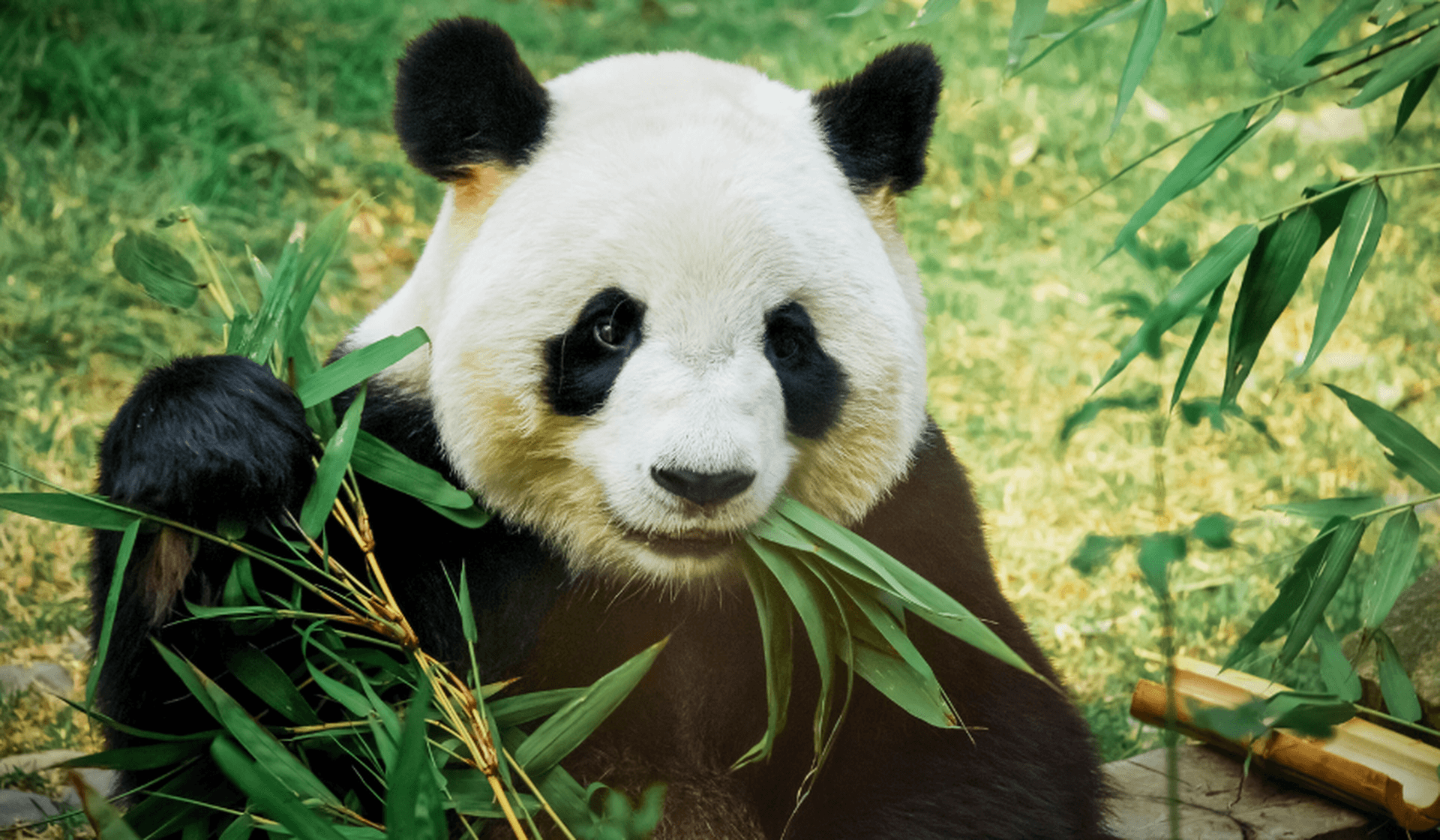 Die Heimat des Pandas: Sichuan