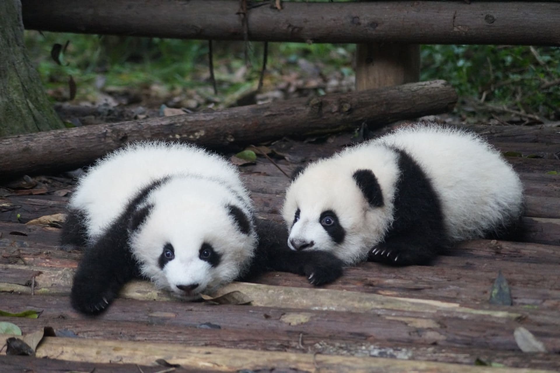 Freiwilligenarbeit bei den Pandas in Bifengxia