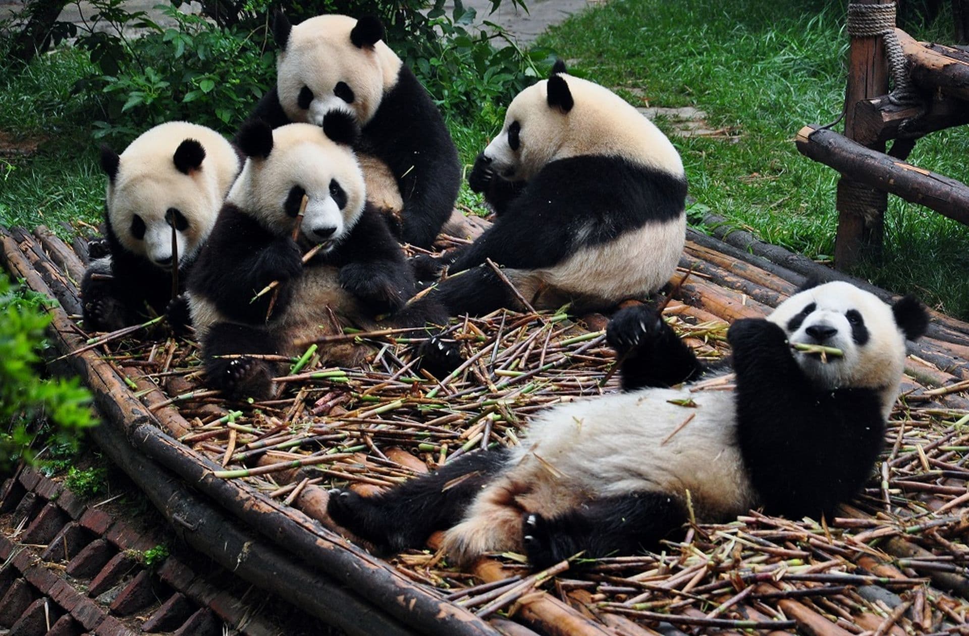 Chengdu: Stadt mit Charakter
