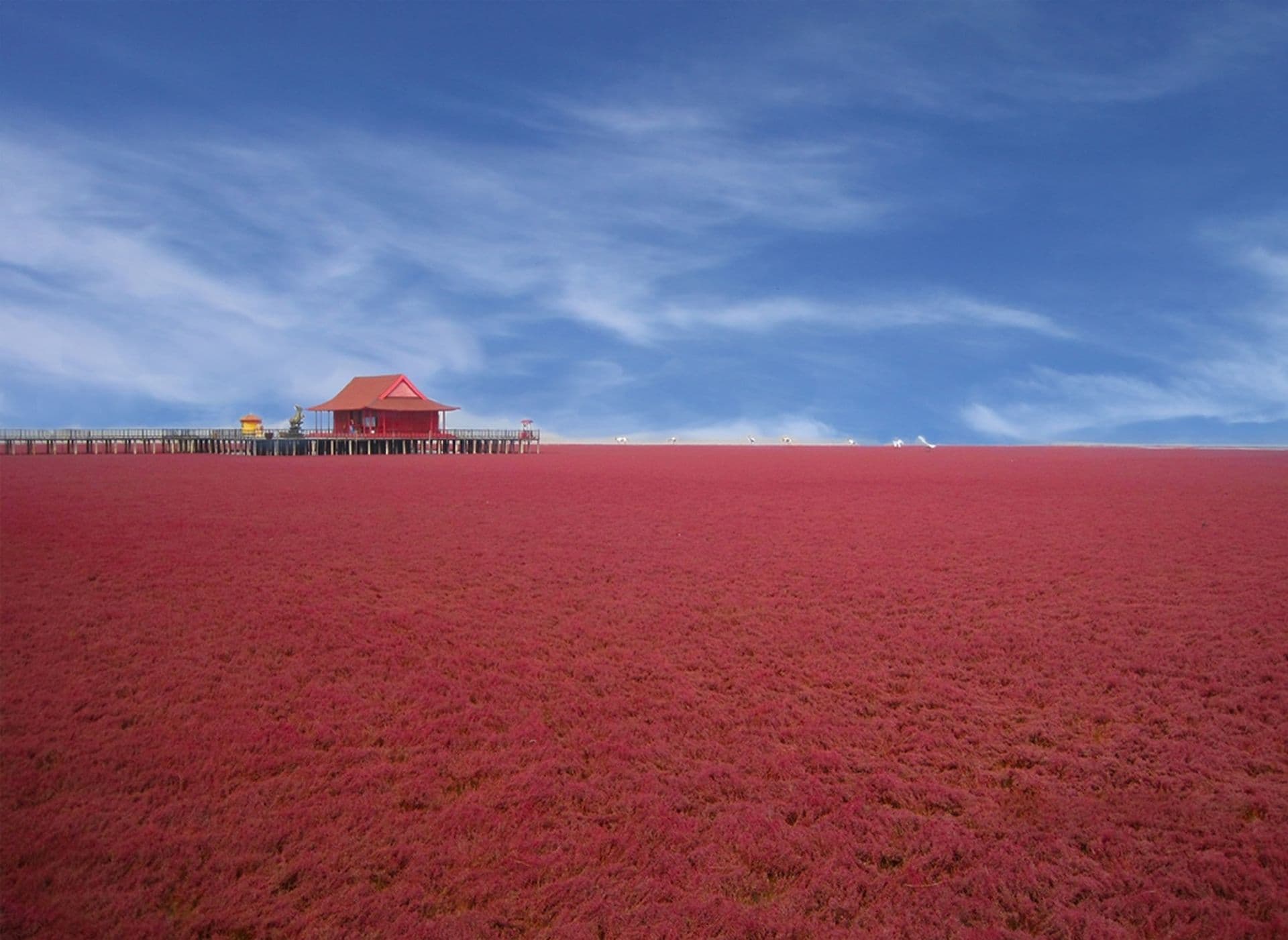 Panjin: Chinas roter Strand