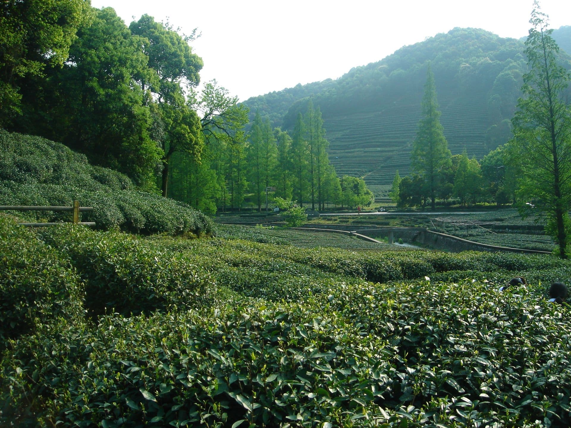 Kaffee in China