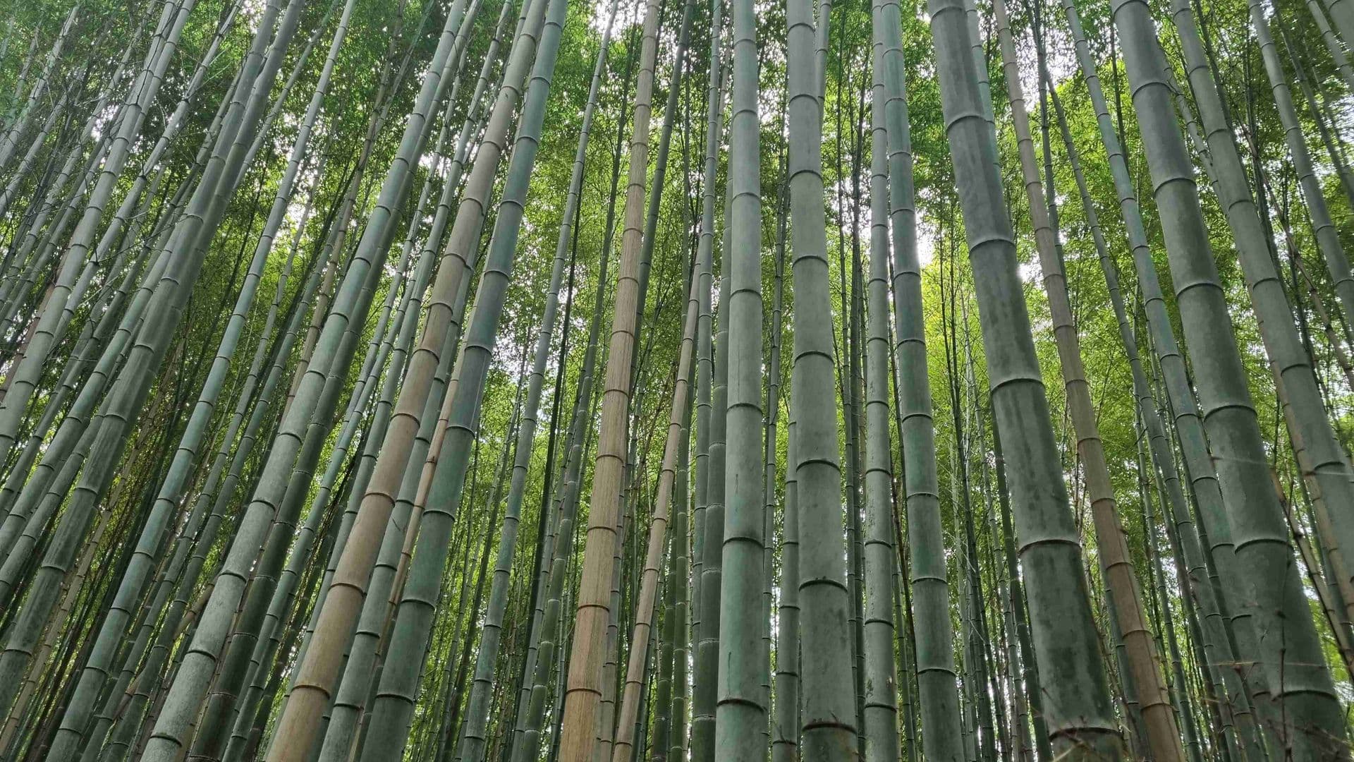 Bamboo Forrest