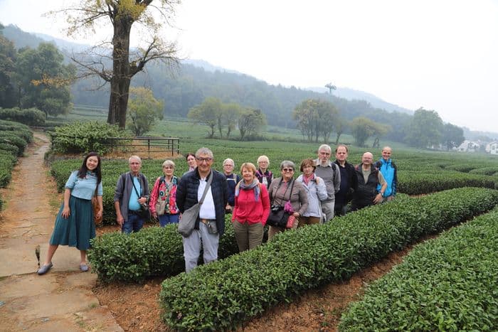 Hnagzhou Tea Field