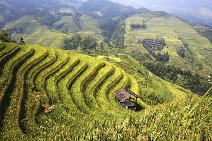 Reisterrassen in Guilin