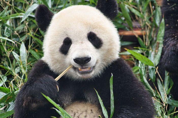Panda Bear China Chengdu