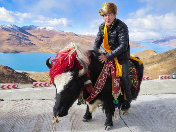 Yamdrok Lake Lhasa Tibet Yak